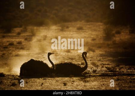 Le toilettage d'un couple d'Ostrich africain dans le sable en contre-jour à l'aube dans le parc transfrontier de Kgalagadi, Afrique du Sud ; famille de Sterie Struthio camelus de Struthion Banque D'Images