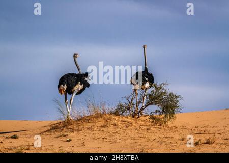 Couple d'Ostrich africains marchant sur une dune de sable dans le parc transfrontier de Kgalagadi, Afrique du Sud ; famille de Stronthio camelus de Stronthionidae Banque D'Images