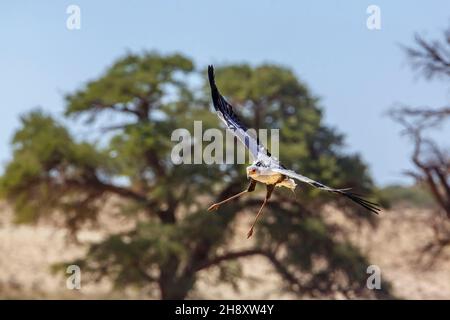 Secrétaire oiseau atterrissage en vue de face dans le parc transfrontier de Kgalagadi, Afrique du Sud; espèce Sagittaire serpent famille de Sagittariidae Banque D'Images