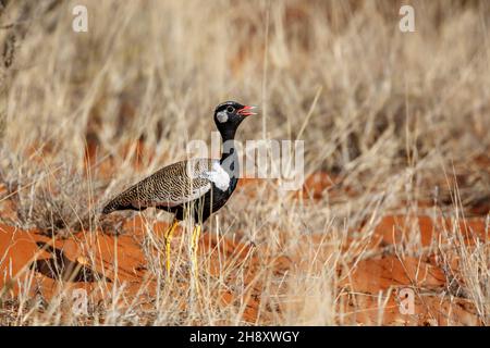 Quilled blanche Bustard chantant dans les prairies du parc transfrontier de Kgalagadi, Afrique du Sud; espèce Afrotis afraoides famille des Otididae Banque D'Images