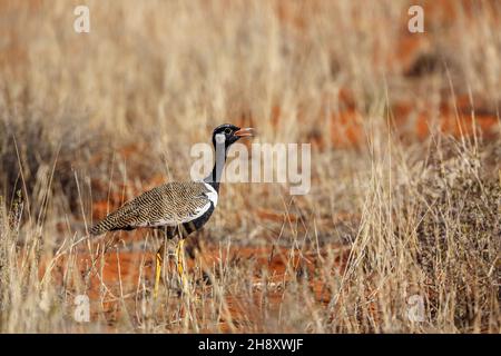 Quilled blanche Bustard chantant dans les prairies du parc transfrontier de Kgalagadi, Afrique du Sud; espèce Afrotis afraoides famille des Otididae Banque D'Images