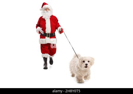 Le Père noël marchant un chien maltais en caniche vers l'appareil photo isolé sur fond blanc Banque D'Images