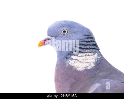 Pigeon de bois (Palumbus de Columba) Portrait de la tête isolé sur fond blanc.Les pigeons en bois sont indigènes du Paléarctique occidental et sont une espèce commune Banque D'Images