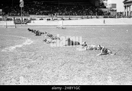 Varsovie, 1946-05-25.Ochody I rocznicy utworzenia Korpusu Bezpieczeñstwa Wewnêtrznego.NZ. Pokaz umiejêtnoœci psów s³u¿bowych na stadionie Wojskowego Klubu Sportowego Legia. po/ms PAPVarsovie, le 25 mai 1946.Cérémonies marquant le 1er anniversaire du corps de sécurité interne.Photo : un spectacle d'entraînement canin au stade du Military Sports Club Legia. po/ms PAP Banque D'Images