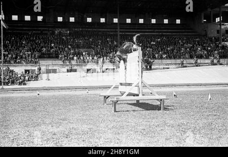 Varsovie, 1946-05-25.Ochody I rocznicy utworzenia Korpusu Bezpieczeñstwa Wewnêtrznego.NZ. Pokaz umiejêtnoœci psów s³u¿bowych na stadionie Wojskowego Klubu Sportowego Legia. po/ms PAPVarsovie, le 25 mai 1946.Cérémonies marquant le 1er anniversaire du corps de sécurité interne.Photo : un spectacle d'entraînement canin au stade du Military Sports Club Legia. po/ms PAP Banque D'Images