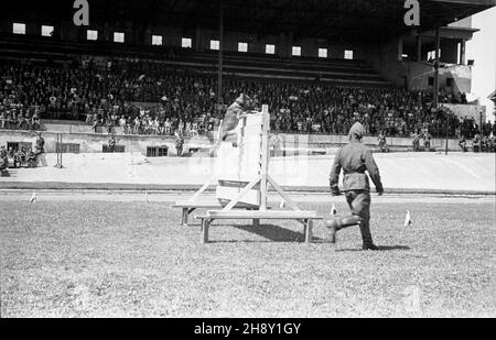 Varsovie, 1946-05-25.Ochody I rocznicy utworzenia Korpusu Bezpieczeñstwa Wewnêtrznego.NZ. Pokaz umiejêtnoœci psów s³u¿bowych na stadionie Wojskowego Klubu Sportowego Legia. po/ms PAPVarsovie, le 25 mai 1946.Cérémonies marquant le 1er anniversaire du corps de sécurité interne.Photo : un spectacle d'entraînement canin au stade du Military Sports Club Legia. po/ms PAP Banque D'Images