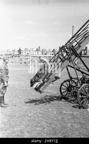 Varsovie, 1946-05-25.Ochody I rocznicy utworzenia Korpusu Bezpieczeñstwa Wewnêtrznego.NZ. Pokaz umiejêtnoœci psów s³u¿bowych na stadionie Wojskowego Klubu Sportowego Legia. po/ms PAPVarsovie, le 25 mai 1946.Cérémonies marquant le 1er anniversaire du corps de sécurité interne.Photo : un spectacle d'entraînement canin au stade du Military Sports Club Legia. po/ms PAP Banque D'Images