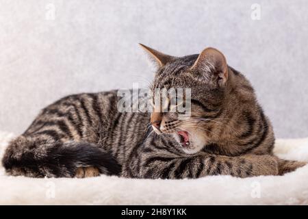 Un chat rayé mongrel repose sur un matelas en fourrure artificielle, tourné autour et léche ses lèvres avec sa bouche largement ouverte. Banque D'Images