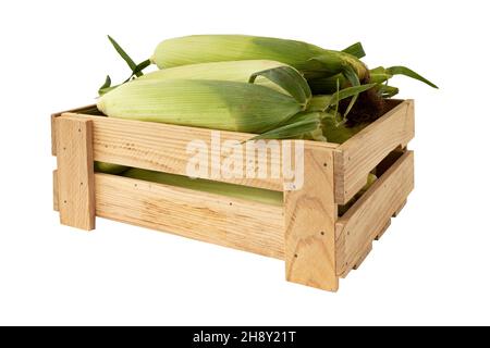 caisse en bois de épis de maïs frais avec feuilles vertes sur fond blanc, légumes crus, vue latérale Banque D'Images