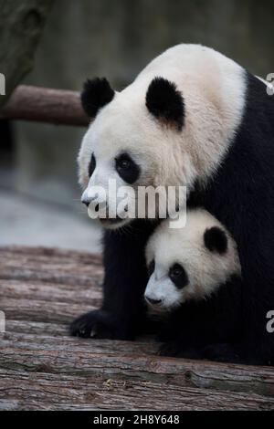 DATE DE SORTIE: 6 avril 2018 TITRE: Pandas STUDIO: IMAX DIRECTOR: David Douglas, Drew Fellman PLOT: Dans les montagnes du Sichuan, en Chine, un chercheur forme un lien avec Qian Qian, un panda qui est sur le point de faire l'expérience de la nature pour la première fois.(Image de crédit : © IMAX/Entertainment Pictures) Banque D'Images