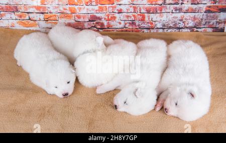 Cinq petits chiens de deux semaines d'âge mignon blanc chiots Samoyed Banque D'Images