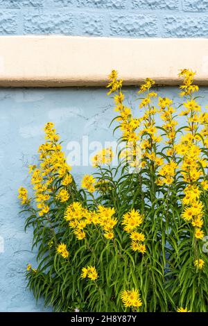 Le tournesol du Nouveau-Mexique ou Daisy de Maximilian, Helianthus maxilliani, contre un mur peint en bleu Banque D'Images