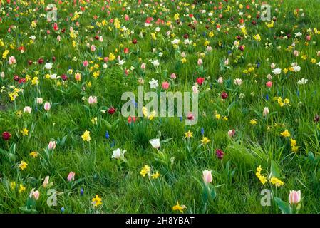 Diverses fleurs de printemps multicolores qui poussent et fleurissent dans l'herbe - prairie urbaine Banque D'Images