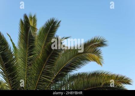 Feuilles de palmier vert sur ciel bleu clair Banque D'Images
