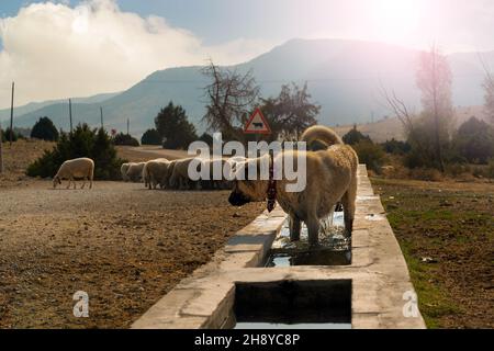Le chien Shepherd se lave tout seul à la fontaine de la campagne et des moutons en arrière-plan. Banque D'Images