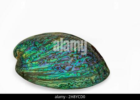 Paua Shell sur fond blanc .Paua est maori pour l'ormeau Banque D'Images