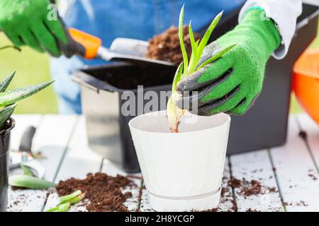 Une femme gardenier portant des combinaisons est la plantation de nouvelles plantes de maison de haworthia fasciata en utilisant le terreau d'empotage, la pelle à main et des gants.Passe-temps, doigt vert, gard Banque D'Images