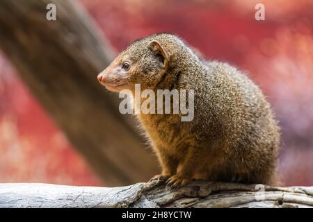 Le nain commun (Helogale parvula), un petit animal originaire de l'Afrique du Sud-est. Banque D'Images