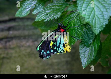 Le papillon à ailes de bouleau coloré mâle de Cairns, la plus grande espèce de papillon endémique d'Australie, perchée sur une feuille verte Banque D'Images