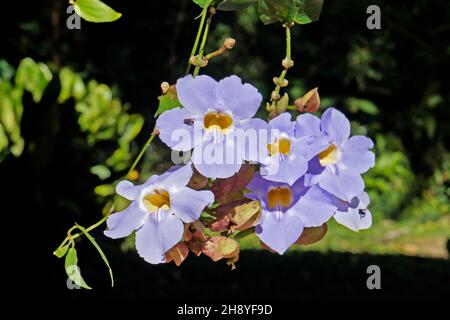 Horloge Bengale, fleurs de vigne (Thunbergia grandiflora) Banque D'Images
