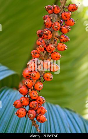 Palmier à volants ou fruits de palmier à éventail de Vanuatu (Licuala grandis), Rio, Brésil Banque D'Images