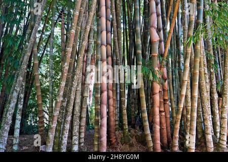 Bambou géant ou bambou dragon (Dendrocalamus giganteus), Rio de Janeiro, Brésil Banque D'Images