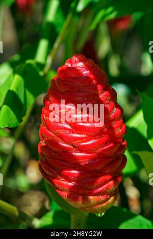 Inflorescence de gingembre (Zingiber officinale) sur le jardin Banque D'Images