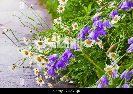 Gouttelettes rétroéclairées vibrantes et focalisées sur la peau de pluie du matin rosée sur les cloches et la glade de camomille dans le jardin de la province. Banque D'Images