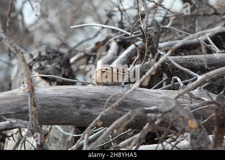 Moins de chipmunk dans un journal.Tamias minimus.La photo a été prise sur le sentier du lac Minnewanka, Alberta, Canada Banque D'Images