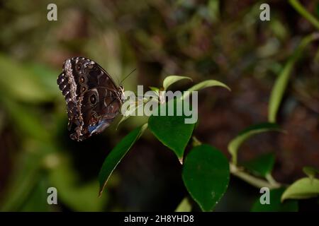 Schmetterling so na ran wie möglich, Herrenhäuser Gärten, Hanovre. Banque D'Images