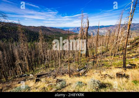 Arbres brûlés d'un feu de forêt, parc national de Yosemite, Californie, États-Unis Banque D'Images