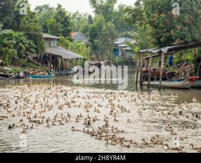 Des centaines d'oies rapatent chez elles dans le delta du Mékong après avoir régalé en amont dans un champ de riz - Chau Doc, Vietnam Banque D'Images