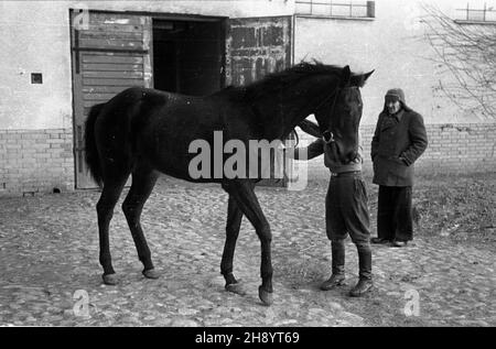 Varsovie, 1946-11.Stajnie Wyœcigów Konnych na S³u¿ewcu. mb PAP/Jerzy Baranowski Dok³adny dzieñ wydarzenia nieustalony.Varsovie, novembre 1946.Les écuries de l'hippodrome Sluzewiec. mb PAP/Jerzy Baranowski Banque D'Images