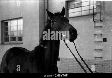 Varsovie, 1946-11.Stajnie Wyœcigów Konnych na S³u¿ewcu. mb PAP/Jerzy Baranowski Dok³adny dzieñ wydarzenia nieustalony.Varsovie, novembre 1946.Les écuries de l'hippodrome Sluzewiec. mb PAP/Jerzy Baranowski Banque D'Images