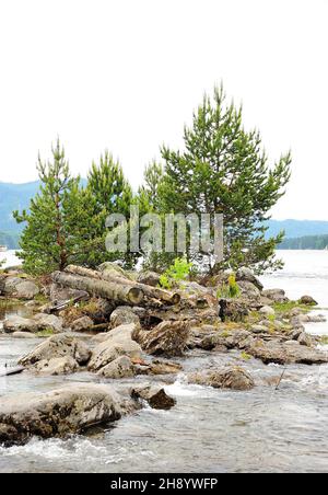 Plusieurs pins et grumes sciées sur une rive rocheuse entourée par l'eau d'un lac de montagne.Lac Teletskoye, Altaï, Sibérie Russie. Banque D'Images