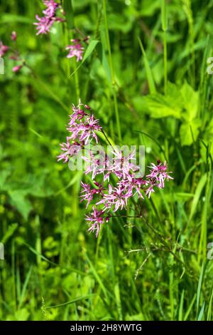 Photo verticale d'une fleur en forme de robin Banque D'Images