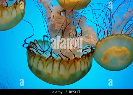 Magnifique medusa - Nettle de la mer du Pacifique Banque D'Images