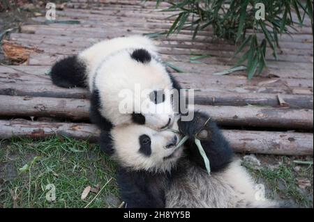 DATE DE SORTIE: 6 avril 2018 TITRE: Pandas STUDIO: IMAX DIRECTOR: David Douglas, Drew Fellman PLOT: Dans les montagnes du Sichuan, en Chine, un chercheur forme un lien avec Qian Qian, un panda qui est sur le point de faire l'expérience de la nature pour la première fois.(Image de crédit : © IMAX/Entertainment Pictures) Banque D'Images