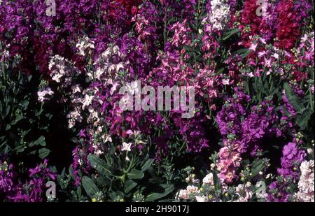 LIT DE JARDIN DE STOCKS DE COURFUL (MATTHIOLA INCANA) Banque D'Images