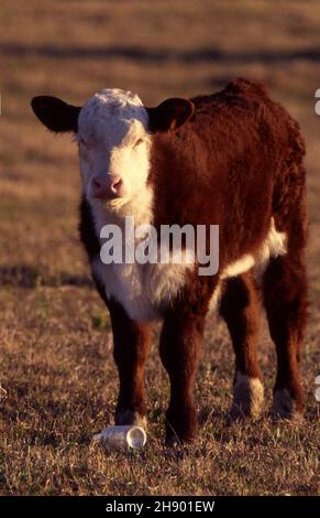 HEREFORD VEAU SUR UNE PROPRIÉTÉ RURALE EN NOUVELLE-GALLES DU SUD, EN AUSTRALIE. Banque D'Images