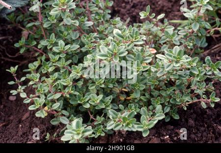 LA CULTURE DU THYM RAMPANT (THYMUS PRAECOX) EST ÉGALEMENT CONNUE SOUS LE NOM DE MÈRE DE THYM ET DE THYM SAUVAGE. Banque D'Images