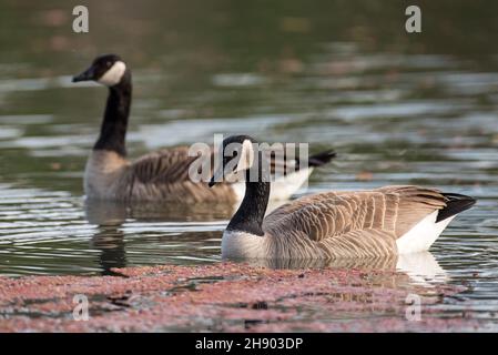 Deux Bernaches du Canada nageant dans les eaux du lac STILL Banque D'Images