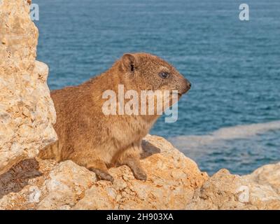 Un portrait d'un hyrax ou dassie de roche, un parent de l'éléphant.Photographié dans le Cap occidental, Afrique du Sud. Banque D'Images