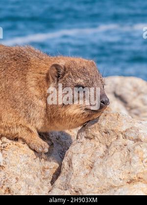 Un portrait d'un hyrax ou dassie de roche, un parent de l'éléphant.Photographié dans le Cap occidental, Afrique du Sud. Banque D'Images