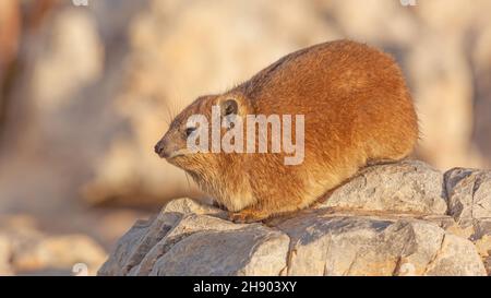 Un hyrax de roche ou dassie, un parent de l'éléphant, bronzer sur un rocher dans le Cap occidental, Afrique du Sud. Banque D'Images