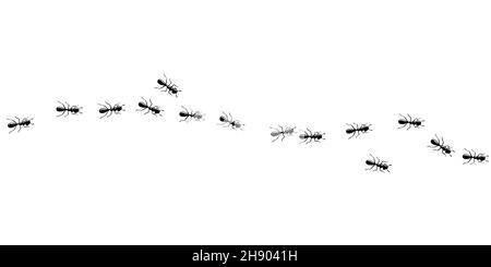Invasion des fourmis noirs.ANT Trail isolé sur fond blanc.Illustration vectorielle Illustration de Vecteur