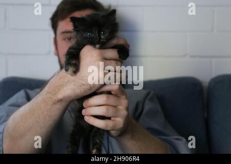 Petit chat kitten noir Banque D'Images