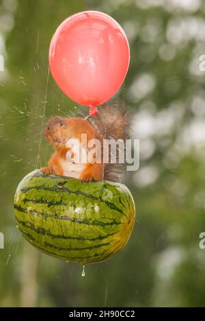 écureuil rouge femelle debout dans un melon dans l'air avec un ballon secouant l'eau de la pluie Banque D'Images