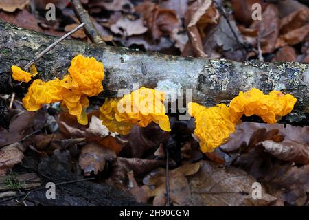 Tremella mesenterica, connue sous le nom de cerveau jaune, champignon de gelée dorée, beurre de tremble jaune ou de sorcières, champignon sauvage de Finlande Banque D'Images