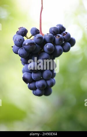 Vignes bleues et feuilles vertes d'un cultivar de vin appelé Vitis Zilga poussant en Finlande Banque D'Images
